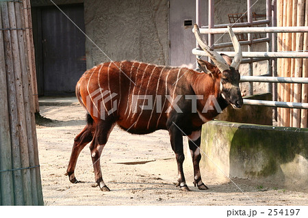 森の貴公子 動物園の動物の写真素材