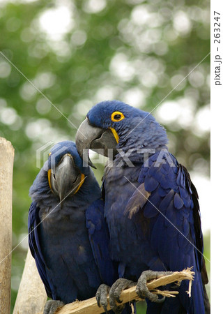 千葉市動物公園 スミレコンゴウインコ インコ 動物園の写真素材