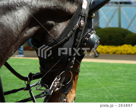 馬 競走馬 パドック ブリンカーの写真素材