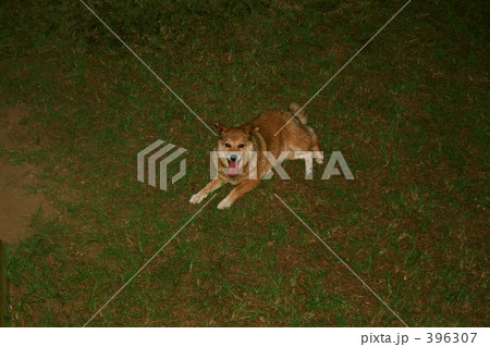 犬 柴犬 屋外 真上からの眺め 俯瞰 の写真素材