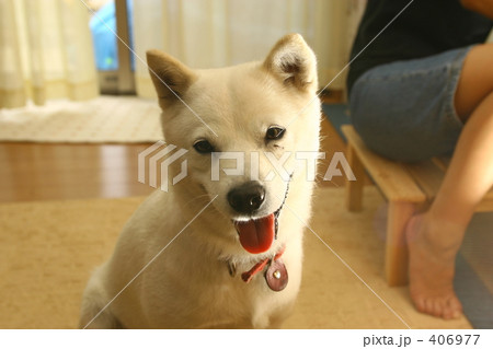 北海道犬の写真素材