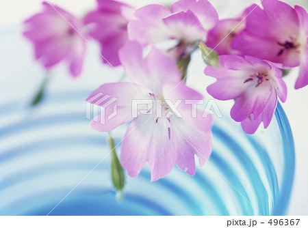 ビスカリア 花 植物 春の写真素材