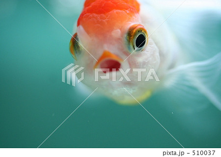 金魚 アップ 正面 泳ぐの写真素材