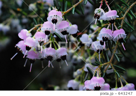 生花 エリカ エリカの花 えりかの写真素材