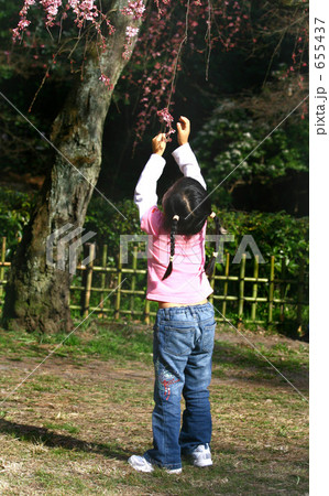後姿 手を伸ばす 子供 桜の写真素材