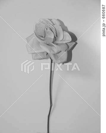 屋内 一輪 白黒 薔薇の写真素材