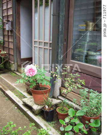 玄関先 和 鉢植え 芍薬の写真素材