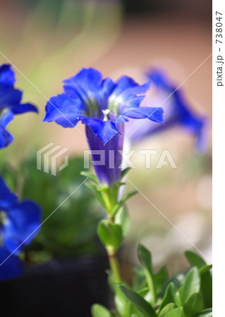 チャボリンドウの写真素材 チャボリンドウの写真素材