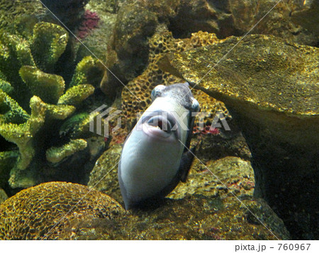 魚 正面 口 海水魚の写真素材
