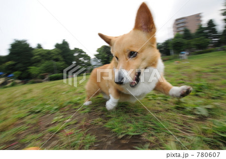 小型犬 コーギー ワンコ 走の写真素材