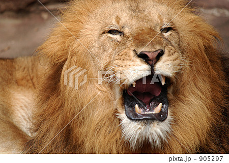 ライオン ほえる 牙 猛獣の写真素材