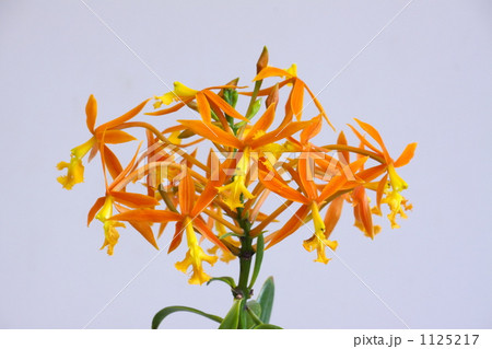 蘭 エビデンドラム 花 オレンジ色の写真素材