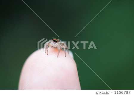 アダンソンハエトリグモの写真素材