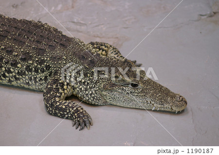 キューバワニの写真素材