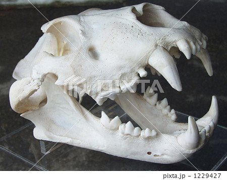 骨 ライオン 頭蓋骨 頭骨の写真素材