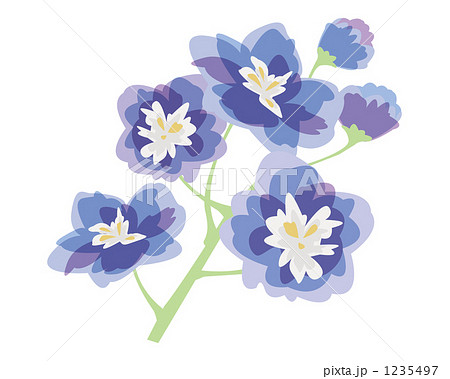 デルフィニウム 花のイラスト素材