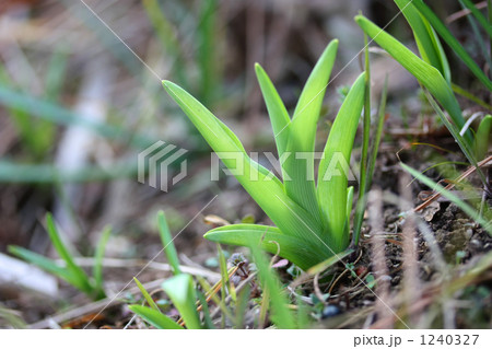 芽甘草 山菜 金針 萱草の写真素材