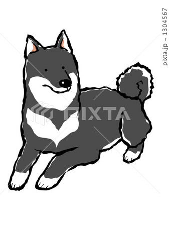 柴犬 犬 日本犬 黒柴のイラスト素材