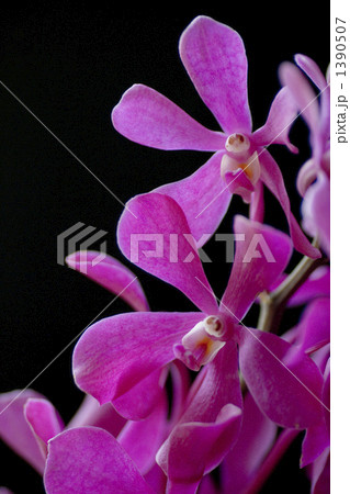 モカラ 植物の写真素材