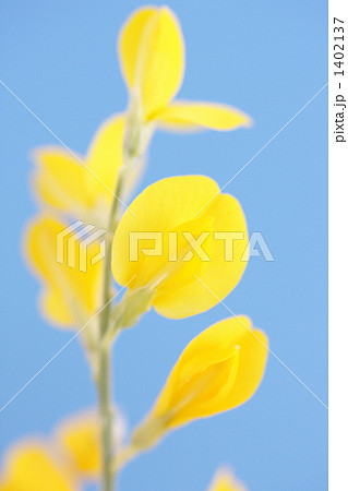 金雀花の写真素材 - PIXTA