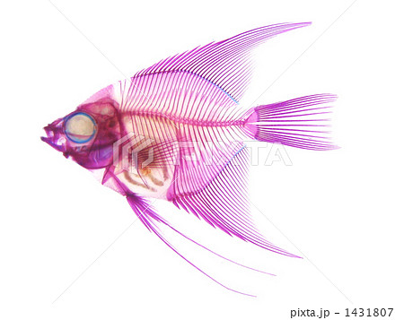 骨骼樣本淡水魚生態魚照片素材