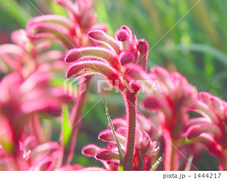 花 カンガルーポー 植物 明るいの写真素材