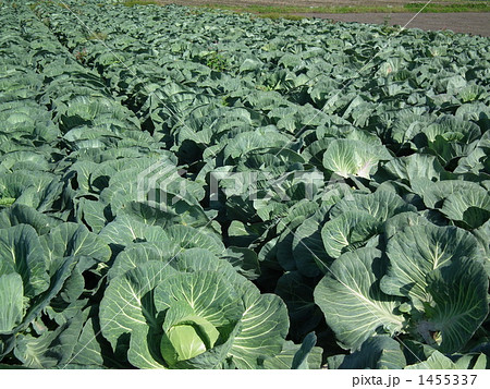 キャベツ キャベツ畑 淡路島の写真素材
