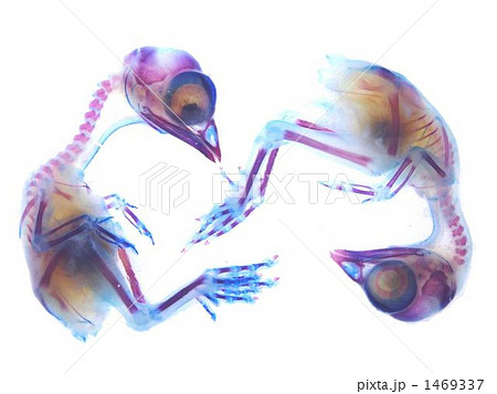ヒヨコ透明標本 鶏 卵の写真素材