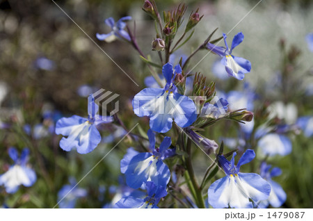 ロベリア 葉 緑色 若葉の写真素材