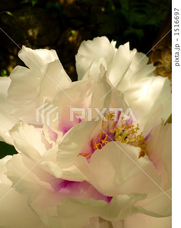 ボタン 牡丹 おしべ めしべ 雌しべの写真素材 - PIXTA ボタン 牡丹 おしべ めしべ 雌しべの写真素材 - PIXTA
