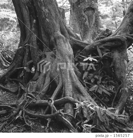 根 木 白黒 原生林の写真素材