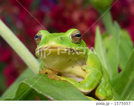 蛙 アマガエル 正面顔 正面の写真素材