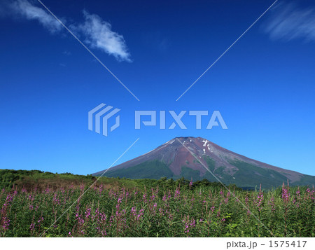 夏富士 ヤナギラン 快晴 盛夏の写真素材 - PIXTA