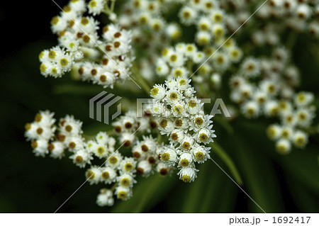 エーデルワイス 花の写真素材