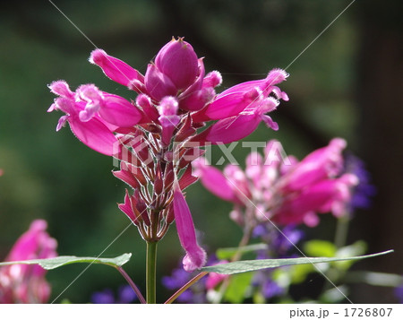 ローズリーフセージ 植物 花 近景の写真素材