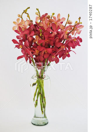 アランダ 花 蘭 植物の写真素材