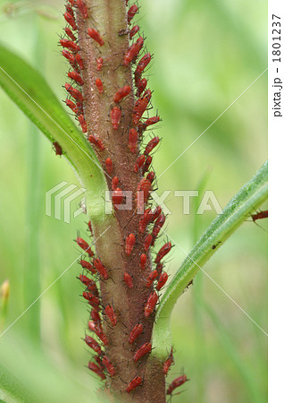セイタカアワダチソウの汁を吸う赤いアブラムシの群れの写真素材