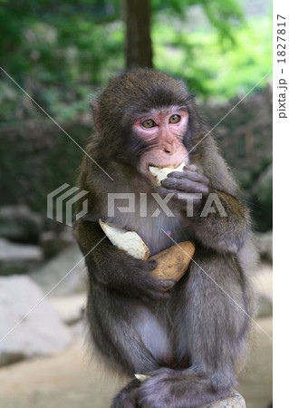 猿 食事 陸の哺乳類 動物の写真素材