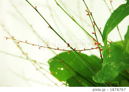 赤い茎 野草 山野草 茎の写真素材