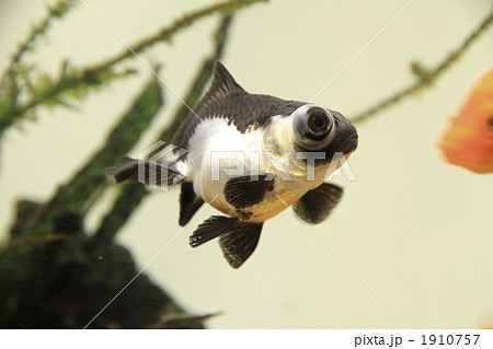 パンダ出目金 金魚の写真素材