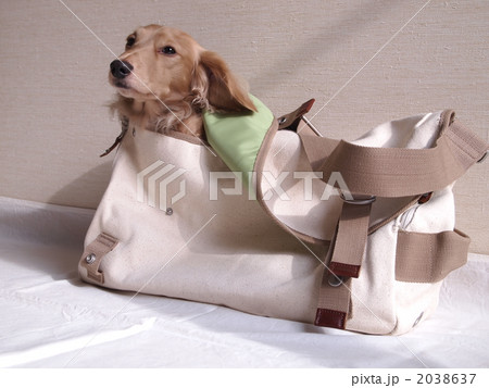犬 ミニチュアダックス キャリーバッグ 鞄の写真素材 - PIXTA