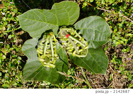 草履 葛 草花遊び 秋の写真素材