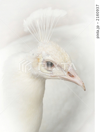 朱雀 不死鳥の写真素材