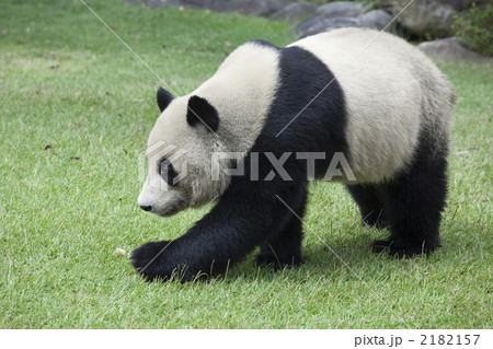 ジャイアントパンダ 黒と白 絶滅危惧種 珍獣の写真素材