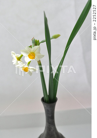 水仙 スイセン 日本水仙 生け花の写真素材