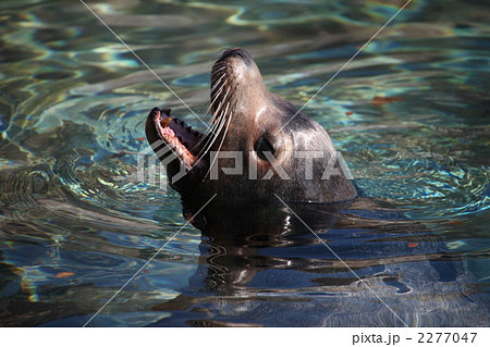 どんぐり眼の写真素材