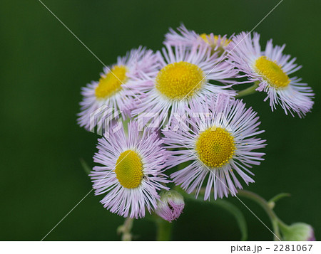 ハルシオン 花の写真素材