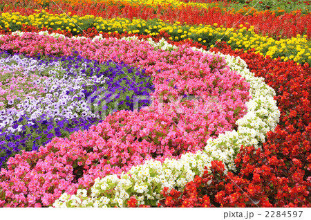花 花壇 ベゴニア ペチュニアの写真素材