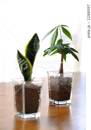 植物 観葉植物 パキラ ハイドロカルチャーの写真素材