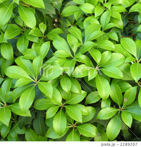 植物 アセビ 葉の写真素材